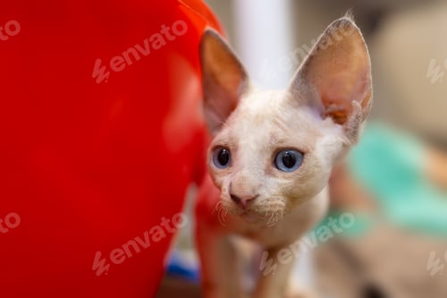 Preview: close-up of the muzzle of a small kitten of the Devon Rex breed A, which looks out