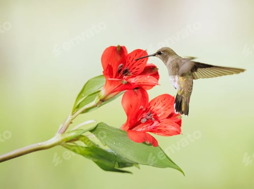 Vista previa: Colibrí hembra de mentón negro flotando cerca de flores rojas. Archilochus alexandri
.