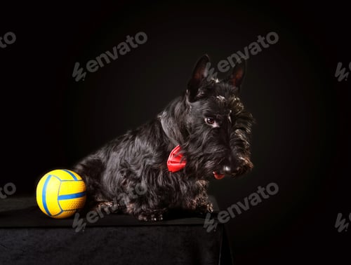 Preview: Black Scotch terrier puppy