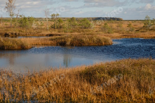 Preview: Lakes in the swamp in the Yelnya Nature Reserve, Belarus, autumn.