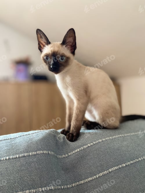 Preview: Siamese kitten with blue eyes at home. Pet and purebred cat concept