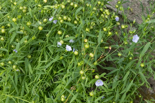 Preview: Close-up of many flax plants with seed capsules and flowers.