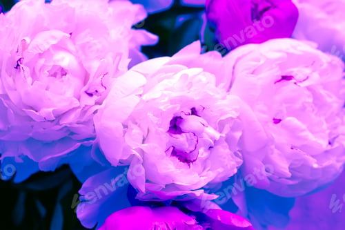 Preview: pink