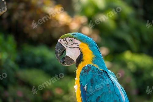 Preview: Close-up of a blue macaw looking aside