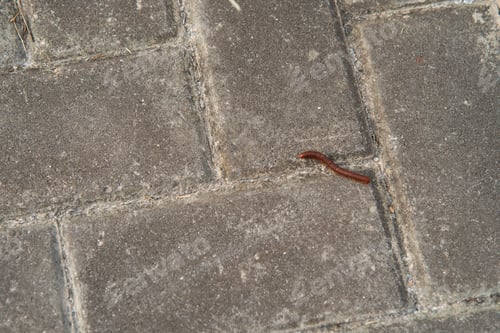 Preview: milipede moving on the pavement