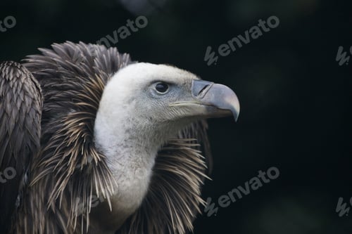 Preview: Portrait of a Griffon vulture, a bird of prey