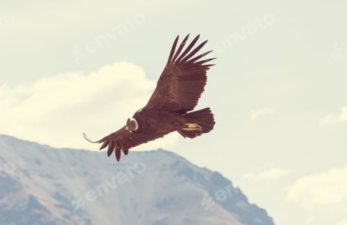 Preview: Condor