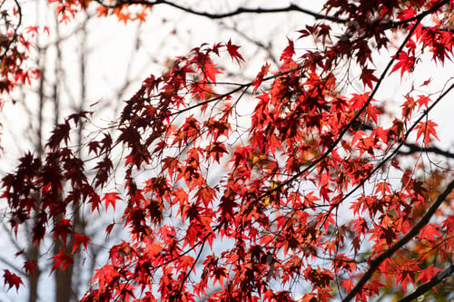 Preview: Red maple leaves or fall foliage in colorful autumn season, Yamanashi. Five lakes. Trees in Japan