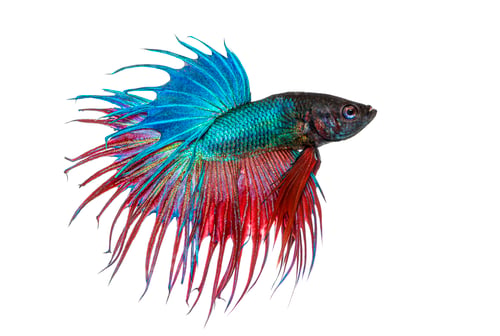 Preview: Betta fish swimming with colorful crown tail fins