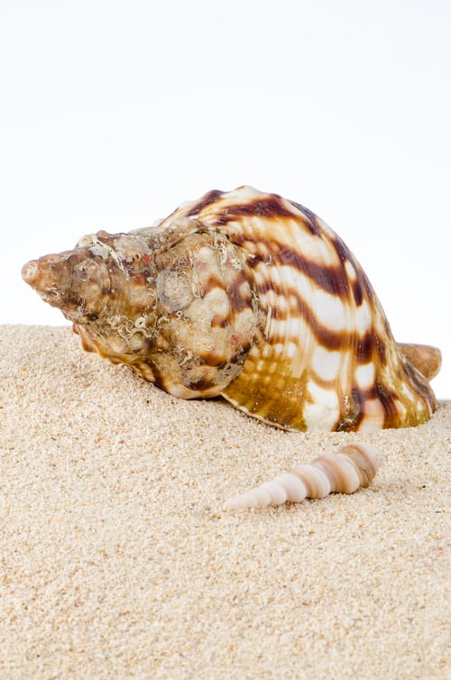 Preview: Conch sea shell