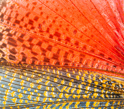 Preview: Detail of the wing of grasshopper specie Phymateus saxosus (Mada