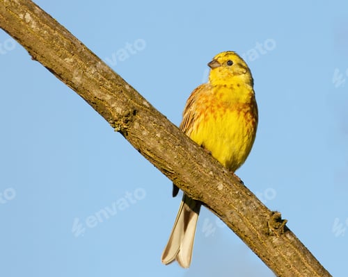 Preview: Yellowhammer, Emberiza citrinella. A bird sits on a branch