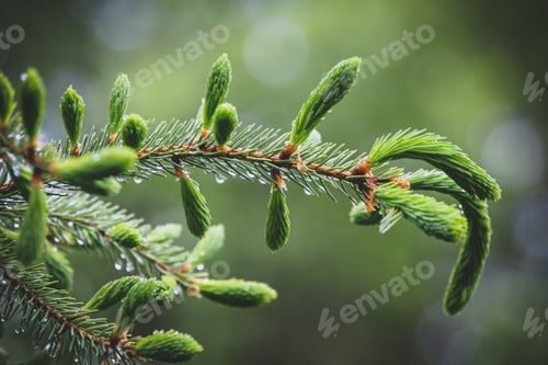 Preview: Evergreen pine tree branch with soft young shoots newly opened and softly blurred green background.