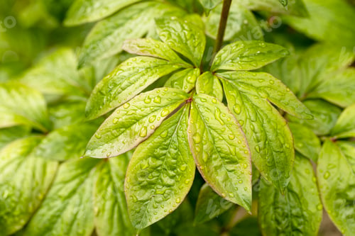 Preview: Spring or summer background of green peony leaves with raindrops