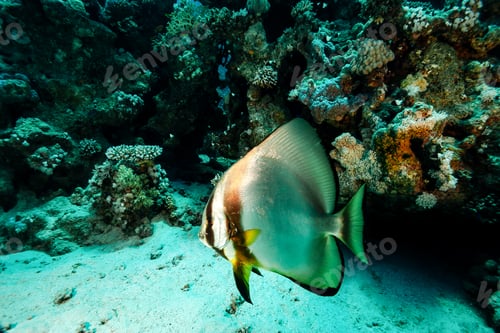 Preview: Batfish Dances in the Coral Gardens of the Red Sea, Finding Home