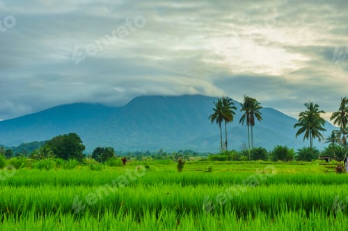 Preview: Beautiful morning view in Indonesia, panoramic landscape of rice fields with mountain ranges