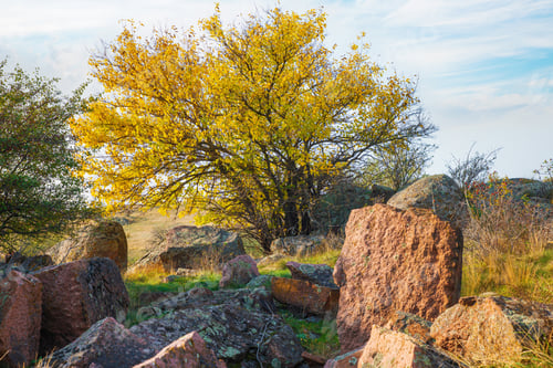 Preview: Beautiful yellowed vegetation and stones covered with lichen and moss hills in picturesque Ukraine