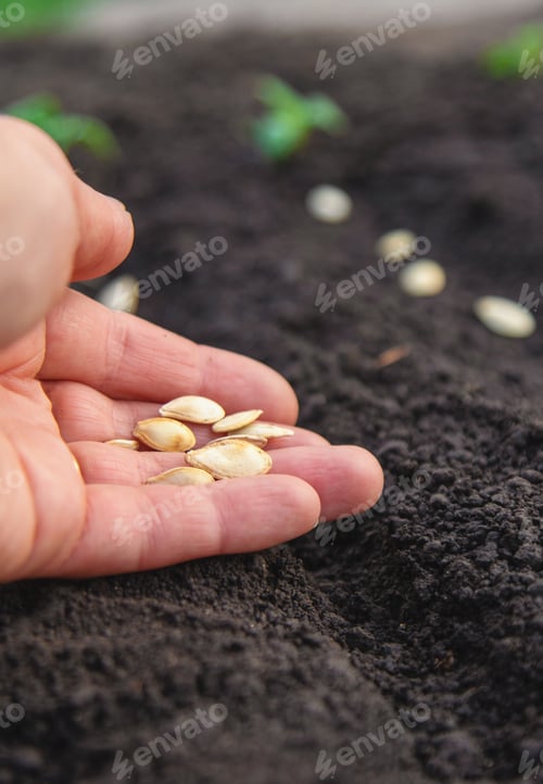 Preview: Sow seeds in the garden for rose gardens. selective focus.