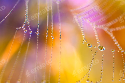 Preview: Beautiful pattern of spider's web with dewdrops on green background, Nature background