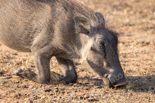 Preview: Warthog, Phacochoerus africanus, feeding on the ground, its knees bent as it reaches for food.