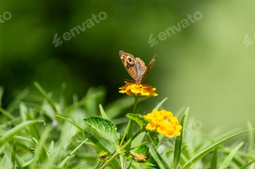 Preview: Butterfly Feeding on Yellow Flower