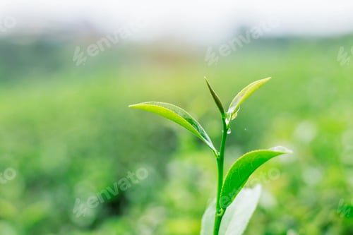 Preview: tea leaves with green background