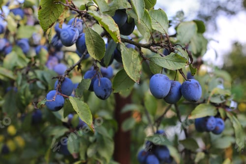 Preview: Plum tree branch with ripe fruits