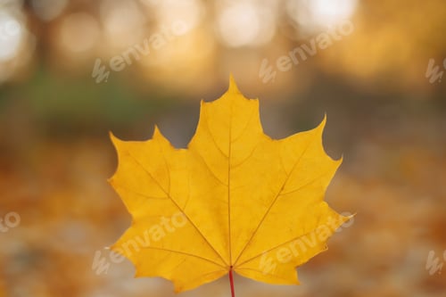 Preview: Autumn background