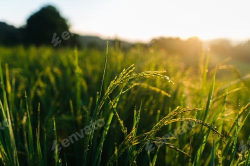 Preview: Rice in the fields in the early morning