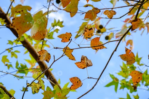 Preview: Maple leaf fresh color on branch