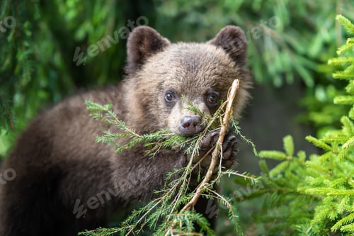 Preview: Cub of brown bear in the forest