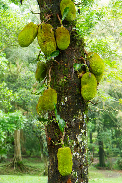 Preview: jack fruit (Artocarpus heterophyllus) on tree