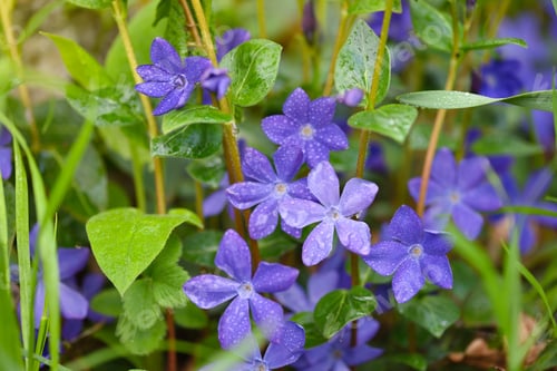 Preview: Purple blue flowers of periwinkle (Vinca) with drops after rain