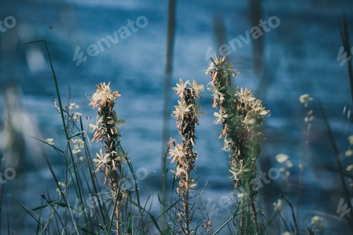 Preview: Beautiful natural background