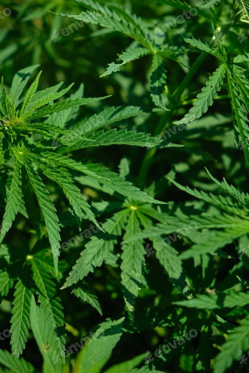 Preview: Background from marijuana plants.