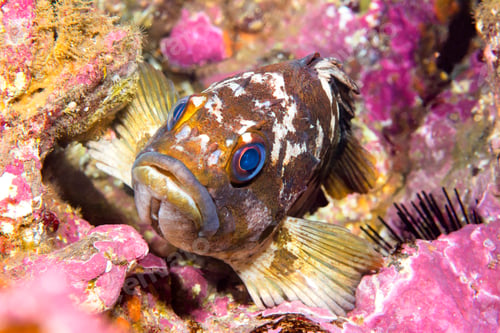 Preview: Gopher rockfish on reef