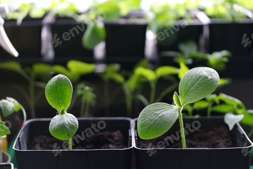 Preview: Pumpkin seedlings