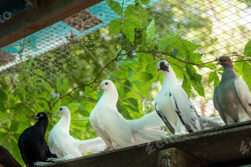 Preview: The pigeons in his loft. Breeding of domestic pedigreed pigeons