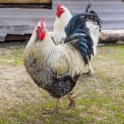 Preview: Portrait of a fat beautiful cock, it is important walking in the rural yard