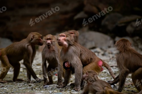 Preview: Group of monkeys on a rocky outcropping, fighting for food