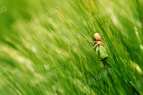 Preview: Running crab spider killing green forest bug in barley field