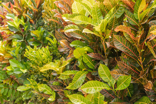 Vista previa: Colorful pink, green, yellow Croton leaves Background, sunny day at tropical park