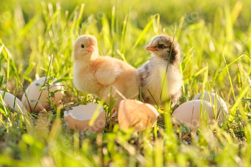 Preview: Two newborn chicken with cracked eggshell eggs. Sunny grass background