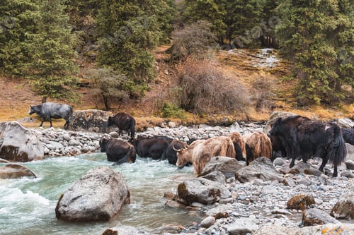 Preview: Herd of fluffy yaks crossing glacial river in remote valley