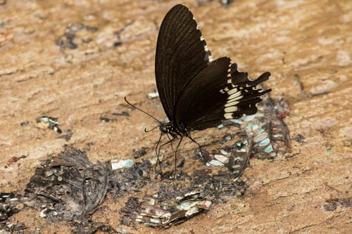 Preview: Papilio polytes romulus is ground-dwelling.