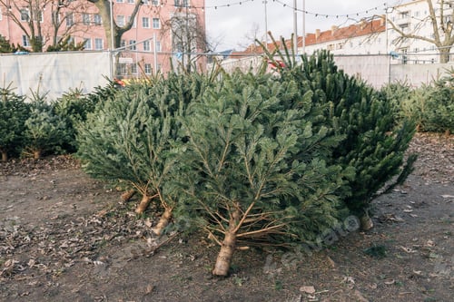 Preview: Christmas trees at a Christmas market