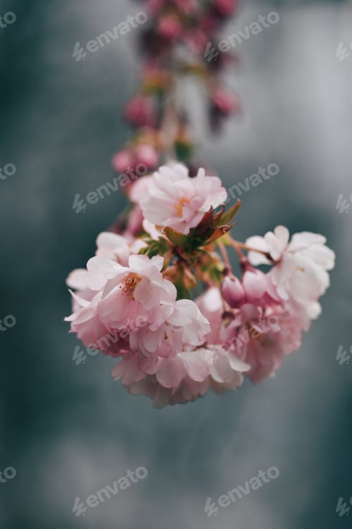 Vorschau: Kirschblüten