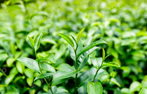 Preview: Top of Green tea leaf in the morning. Closeup