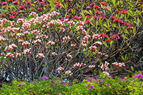 Preview: Hawaiian garden