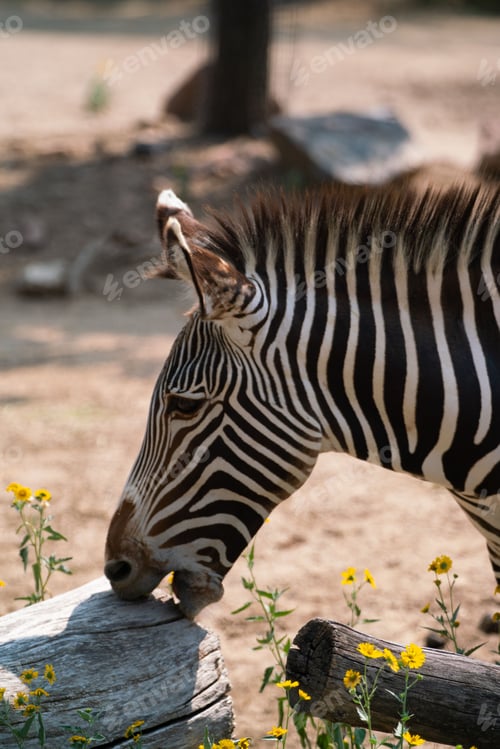 Preview: Closeup of an African zebra in a zoo